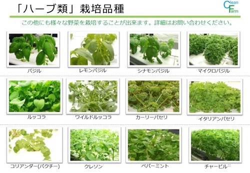 ハーブ類 東京 千葉で植物 工場栽培システムの開発 製造 販売施工や野菜販売を手掛けているクリーンファームです エディブルフラワーを始め 70種類以上の野菜 ミニリーフ ハーブ を栽培しております